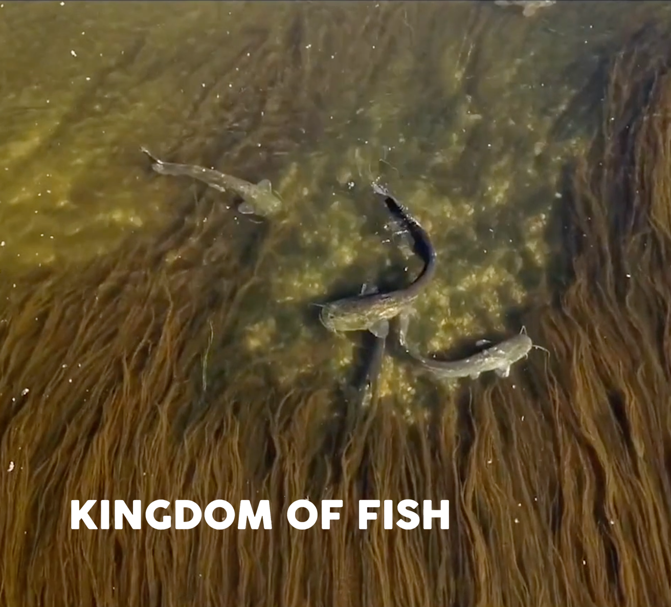 Kingdom of fish